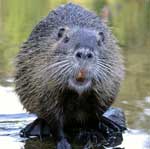 Beaver<br>Preventing Tree Damage